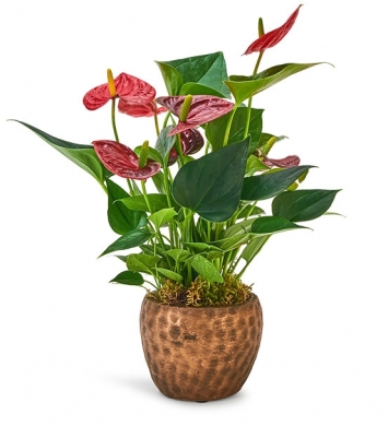 Kırmızı Aşkı Anthurium