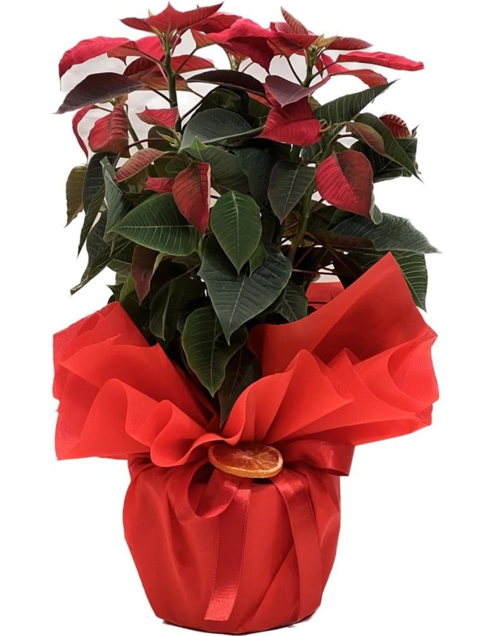 Atatürk Çiçeği Ponsetya