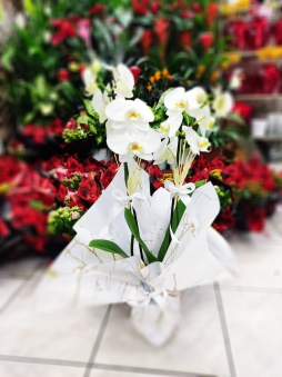 2 Dal Beyaz Orkide Çiçeği