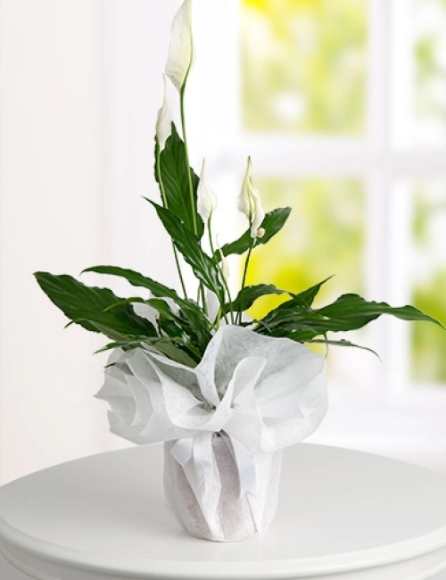 Spathiphyllum (Barış Çiçeği)